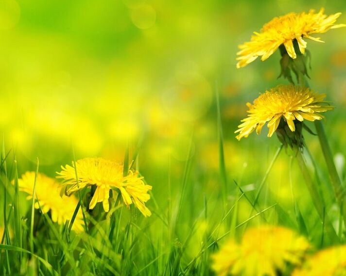 Dandelion flowers used to treat osteoarthritis of the knee joint